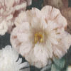 Herbaria  Malva W912-01
